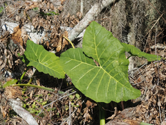 Xanthosoma robustum