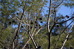 Enterolobium contortisiliquum