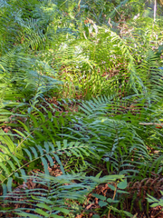 Cyclosorus interruptus