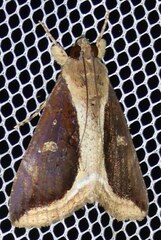 Ercheia cyllaria