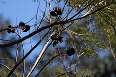 Enterolobium contortisiliquum