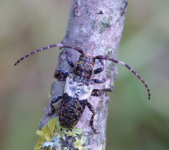 Pogonocherus hispidulus