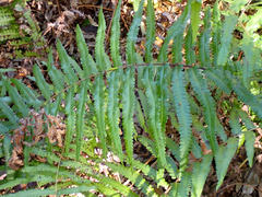 Cyclosorus interruptus