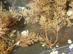 Cystoseira humilis