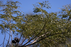 Enterolobium contortisiliquum