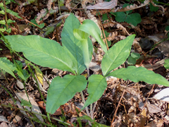 Arisaema acuminatum