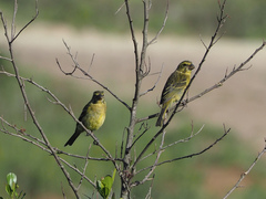 Crithagra sulphurata