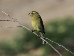 Crithagra sulphurata