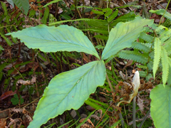 Arisaema acuminatum