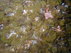 Lobophora variegata