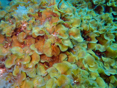 Lobophora variegata