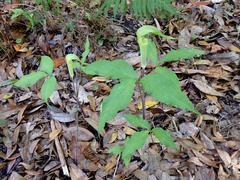 Arisaema acuminatum