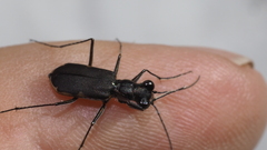 Myriochila semicincta