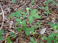 Arisaema acuminatum