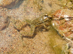 Lithobates berlandieri