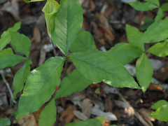 Arisaema acuminatum