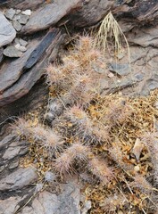 Tephrocactus weberi