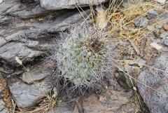 Acanthocalycium thionanthum