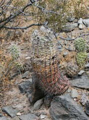 Acanthocalycium thionanthum
