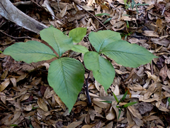 Arisaema acuminatum