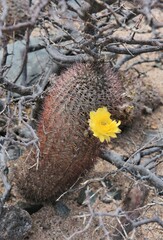 Acanthocalycium thionanthum