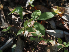 Arisaema acuminatum