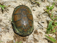 Kinosternon integrum