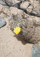 Acanthocalycium thionanthum