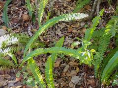 Nephrolepis cordifolia
