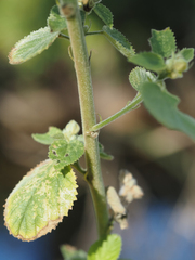 Sida cordifolia