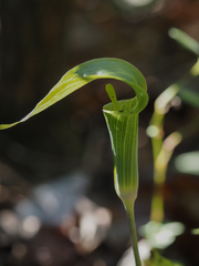 Arisaema acuminatum