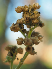 Sida cordifolia