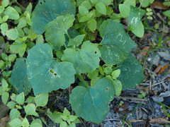 Mikania cordifolia