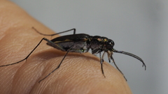 Myriochila semicincta