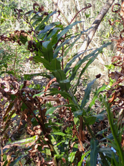 Acrostichum danaeifolium