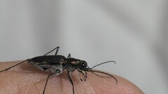 Myriochila semicincta