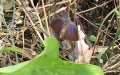 Rapala pheretima sequeira