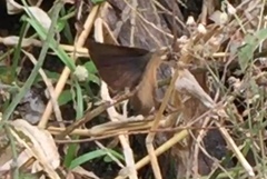 Rapala pheretima sequeira