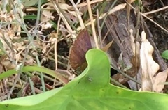 Rapala pheretima sequeira