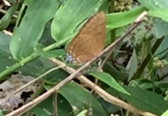 Rapala pheretima sequeira