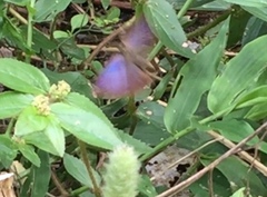 Rapala pheretima sequeira