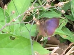 Rapala pheretima sequeira