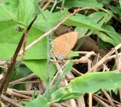 Rapala pheretima sequeira