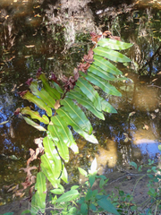 Acrostichum danaeifolium