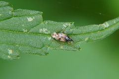 Anthocoris