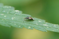 Anthocoris