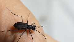 Myriochila semicincta