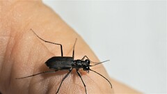 Myriochila semicincta