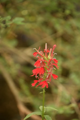 Lobelia cardinalis
