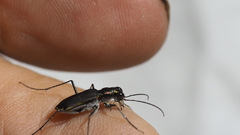 Myriochila semicincta